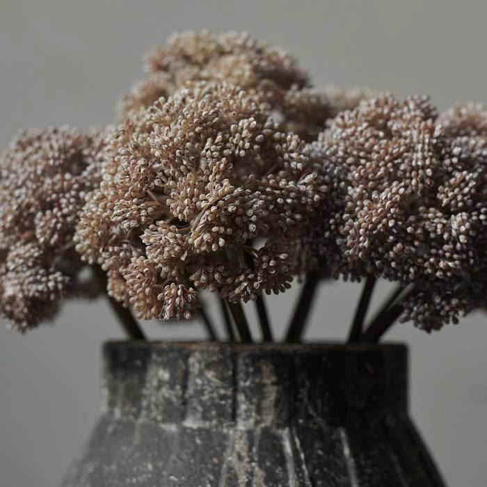 Sedum Cloud Stems